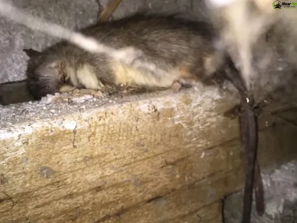 Dead Rat Removal Lark Hill